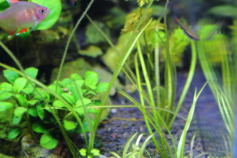 植栽から16日目　エキノドルス　アングスティフォリウス